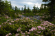 Wv Mountain Field Wildflowers