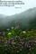 <p>Genesis 2-6<br />
But there went up a mist from the earth, and watered the whole face of the ground.</p>
<p>Bible Scriptures Nature Photography Art</p>

