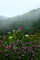 Wildflowers after Rain Foggy Mountains