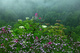 Beautiful Late Spring Rain Wildflowers