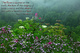 <p>Song of Solomon 2-12<br />
The flowers appear on the earth; the time of the singing of birds is come, and the voice of the turtle is heard in our land<br />
Bible Verse Nature Photography Christian Art</p>
