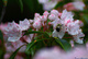 Summer Bee Pollen Pink Mountain Laurel