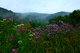 Wv Summer Wildflowers Misty Mountains