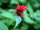 West Virginia Forest Wildflower