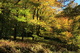 Fall Foliage Forest Trees Leaves