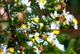 Autumn Flowers Green Fly