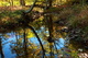 Autumn Forest Creek Reflections