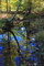 Fall Foliage Creek Trees Reflections