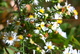 Green Fly Autumn Flowers