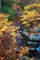 Autumn Creek Foliage