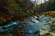 Autumn Forest Creek Scenery