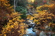 Fall Foliage Forest Creek Scenery Sunset