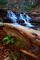 Fallen Tree Fern Forest Waterfall