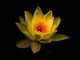 Ornamental Yellow Water Lily Nymphaeaceae Flower