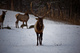 Bull Elk Walking Toward Me