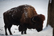 Large Bull Buffalo Winter Snow Profile