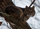 Bobcat Snow Climb Tree