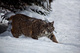 Bobcat Snow White Under Tree