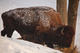 Buffalo Feeding Grass Snow