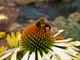 Bumble Bee Yellow Cone Flower
