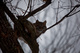 West Virginia Bobcat up Tree