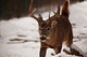 Whitetail Buck Walking Tail Up