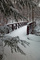 Wildlife Center Bridge Snowy Pine Tree