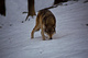 Wolf Winter Hunting Snow Trees