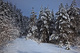 Wv Mountain Trail Winter Snow Trees