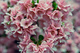 Azalea Pink Heart Valentine Flowers