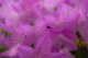 Spring Azalea Flowers in a Dream