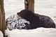 Black Bear Winter Sleep