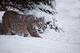 Bobcat Snow Tree Background