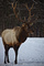 Bull Elk Profile Stance