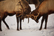 Bull Elk Rut Fighting Antlers