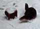 Otter Playing Snow Flying