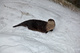 Otter Sliding Look Around