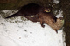 Two Otters Snow Sticking Tongue Out