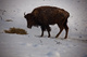 West Virginia Buffalo Winter Snow