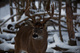 Whitetail Buck Antlers