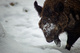 Wild Boar Snow Covered Snout