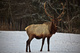 Bull Elk Antlers Snow
