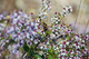 Bee in Spring Flowers