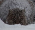Snow Covered Wildcat