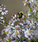 Spring Bee Nectar Flowers