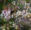 Spring Flowers Bee
