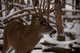 White Tail Deer Buck Male Antlers