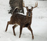 Whitetail Deer Buck Snow Falling
