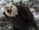 Bald Eagle Screech