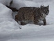 Bobcat Coming Out Den Snowing